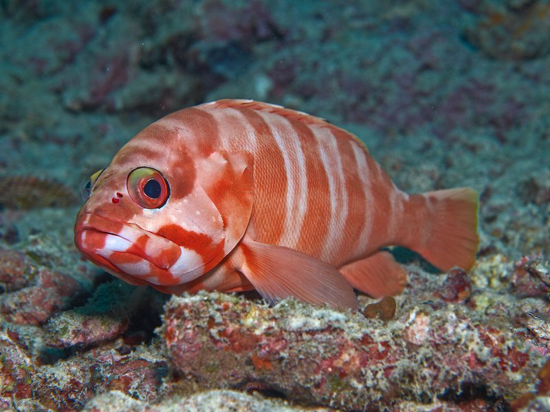 Soldier Fish, House Reef